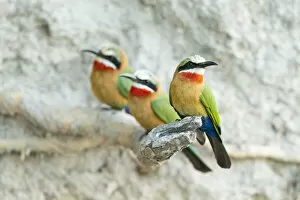 Images Dated 4th January 2021: White-fronted Bee-eater (Merops bullcokoides), Chobe River, Chobe National Park, Botswana