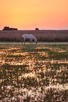 Images Dated 10th January 2022: A white horse in a lagoon of the Estancia Buenavista at sunset, Esquina, Corrientes, Argentina