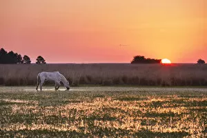 Images Dated 10th January 2022: A white horse in a lagoon of the Estancia Buenavista at sunset, Esquina, Corrientes, Argentina