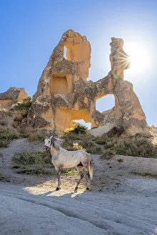 Kapadokya Prints: White horse in front of rock formation