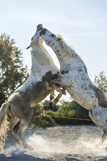Fighting Prints: White horse stallions fighting, The Camargue, France