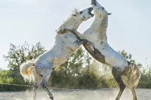 Images Dated 6th January 2016: White horse stallions fighting, The Camargue, France