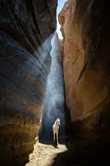 Images Dated 26th July 2022: A white horse walks through a slot canyon, Cappadocia, Nevsehir Province, Central Anatolia, Turkey