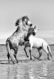 Horses Collection: White horses of Camargue fighting in the water, Camargue, France