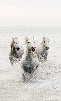 White horses of Camargue running through the water, Camargue, France