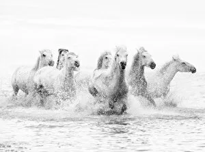 Horses Collection: White horses of Camargue running through the water, Camargue, France