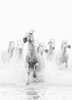 Black and White Gallery: White horses of Camargue running through the water, Camargue, France