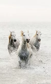 Images Dated 2nd December 2013: White horses of Camargue running through the water, Camargue, France