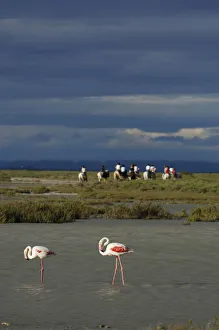 Flamingo Prints: White horses and Flamingos at Saintes Maries de la Mer, La Camargue, Provence, France