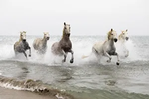 White horses running through the water, Camargue, Provence-Alpes-Cote d'Azur, France White horses running through the water, Camargue, Provence-Alpes-Cote d'Azur, France