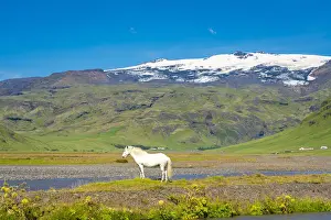 Sudurland Prints: White Icelandic horse with snowcapped Eyjafjallajokull volcano in background