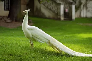 Bird Gallery: White Indian peafowl (Pavo cristatus) on green grass in Zamecky Park of Blatna Castle, Blatna