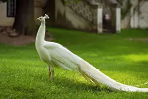 Bohemia Prints: White Indian peafowl (Pavo cristatus) on green grass in Zamecky Park of Blatna Castle