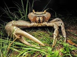Crustacean Prints: White Land Crab (Cardisoma guanhumi), Grand Cayman, Cayman Islands, BWI