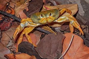 Crustacean Prints: White Land Crab (Cardisoma guanhumi), Cayman Brac, Cayman Islands, BWI