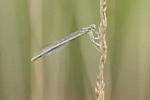 Images Dated 14th January 2021: White-legged damselfly (Platycnemis pennipes), Westhay Moor NNR, Somerset Levels