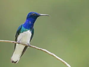 Rainforest Prints: White-necked Jacobin (Florisuga mellivora), Turrialba, Costa Rica