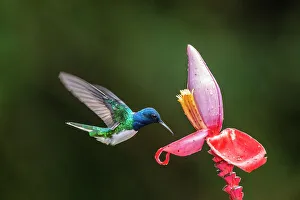 Sexual Dimorphism Prints: White-necked jacobin (Florisuga mellivora), Guapiles, Limon, Costa Rica