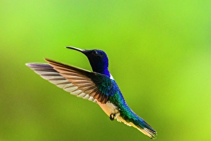 Natural Environment Prints: White-necked Jacobin (Florisuga mellivora), Turrialba, Cartago, Costa Rica