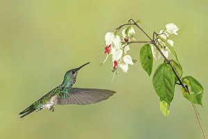 Rain Forest Prints: White-necked Jacobin (Florisuga mellivora) female, Turrialba, Cartago, Costa Rica