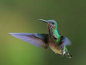 Turrialba Prints: White-necked Jacobin (Florisuga mellivora) female, Turrialba, Cartago, Costa Rica