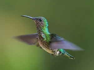 Forests Prints: White-necked Jacobin (Florisuga mellivora) female, Turrialba, Cartago, Costa Rica