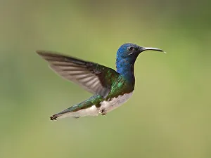 Turrialba Prints: White-necked Jacobin (Florisuga mellivora) male, Turrialba, Cartago, Costa Rica