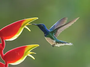 Turrialba Prints: White-necked Jacobin (Florisuga mellivora) male, Turrialba, Cartago, Costa Rica