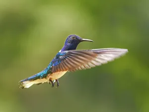 Turrialba Prints: White-necked Jacobin (Florisuga mellivora) male, Turrialba, Cartago, Costa Rica