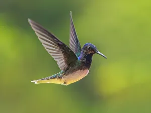 Turrialba Prints: White-necked Jacobin (Florisuga mellivora) male, Turrialba, Cartago, Costa Rica
