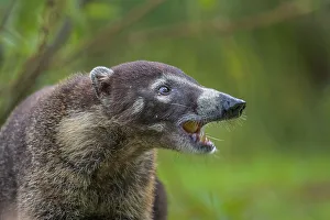 White-nosed Coati (Nasua narica), Boca Tapada, Costa Rica