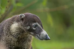 White Nosed Coati Prints: White-nosed Coati (Nasua narica), Boca Tapada, Costa Rica