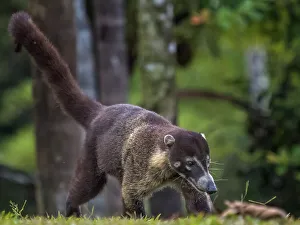 White Nosed Coati Prints: White-nosed Coati (Nasua narica), Boca Tapada, Costa Rica
