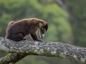 Rainforests Prints: White-nosed Coati (Nasua narica), Boca Tapada, Alajuela Province, Costa Rica