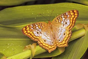 Butterflies Prints: White Peacock (Anartia jatrophae), Grand Cayman, British West Indies