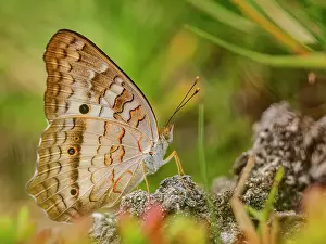 Butterflies Prints: White Peacock Butterfly (Anartia jatrophae) Grand Cayman