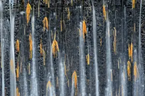 Motion Prints: White pine needles caught in weir on Dryberry Creek Near Sioux Narrows, Ontario, Canada