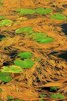 Water Lilies Prints: White pine needles and water lilies Hardy Lake Provincial Park, Ontario, Canada