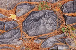 Needles Prints: White pine (Pinus strobi) needles and rock, Manitoulin Island, Ontario, Canada