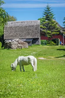 Ahrenshoop Gallery: White pony on a farm pasture in Ahrenshoop, Mecklenburg-West Pomerania, Baltic Sea