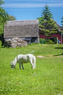 Ahrenshoop Gallery: White pony on a farm pasture in Ahrenshoop, Mecklenburg-West Pomerania, Baltic Sea