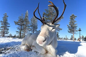 White Reindeer (albino), Saariselka, Lapland, Finland