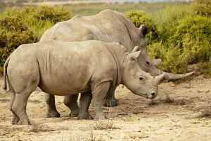 Images Dated 20th May 2022: White Rhino, Aquila Private Game Reserve, Touws River, Western Cape, South Africa