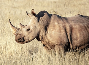 Mariental Prints: White Rhino, Bagatelle Kalahari Game Ranch, Mariental, Namibia