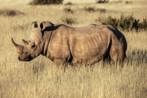 White Rhino, Bagatelle Kalahari Game Ranch, Mariental, Namibia