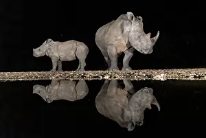 Rhinoceros Prints: White rhino and calf reflecting in floodlit watering hole