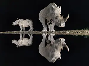 Premium Selects 2024 Prints: White rhino and calf reflecting in floodlit watering hole
