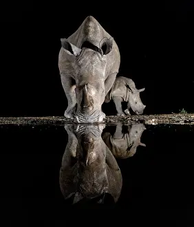 Rhinoceros Prints: White rhino and calf reflecting in floodlit watering hole