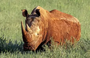 Mariental Prints: White rhino covered in mud, Bagatelle Kalahari Game Ranch, Mariental, Namibia