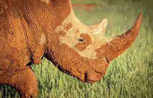 Namibian Prints: White rhino covered in mud, , Bagatelle Kalahari Game Ranch, Mariental, Namibia